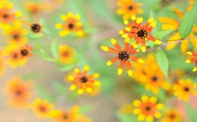 重阳节祝福父母语汇总